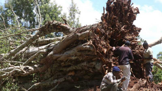 A fallen Mugumo tree